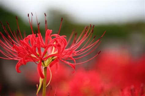 彼岸花風水|彼岸花（ヒガンバナ）の花言葉｜花の特徴、名前や花 